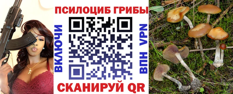 Купить  Жердевка  Галлюциногенные грибы Cubensis 
